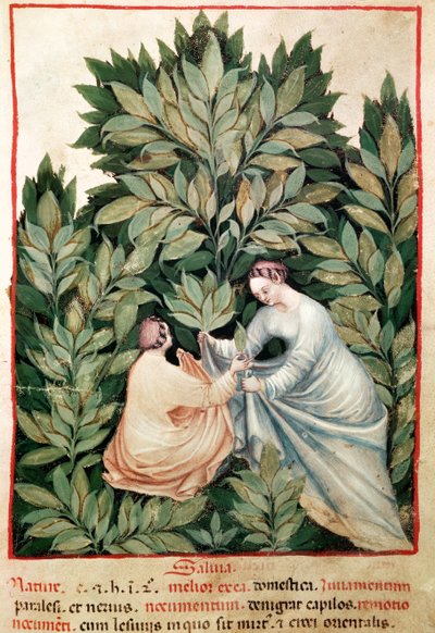 Nouv Acq Lat 1673 fol.34 Twee vrouwen die salie plukken, uit Tacuinum Sanitatis, ca. 1390-1400 door Italian School