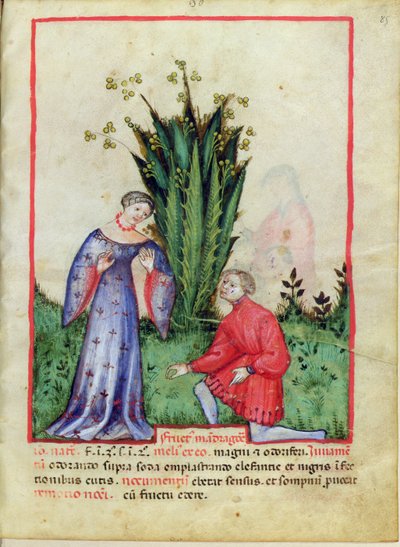 Vrucht van Mandragora, uit Tacuinum Sanitatis door Italian School