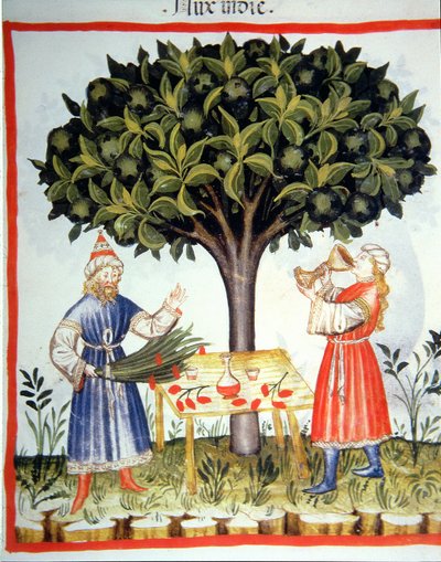 Nova 2644 fol.14r Nootmuskaat Verzamelen, uit Tacuinum Sanitatis door Italian School