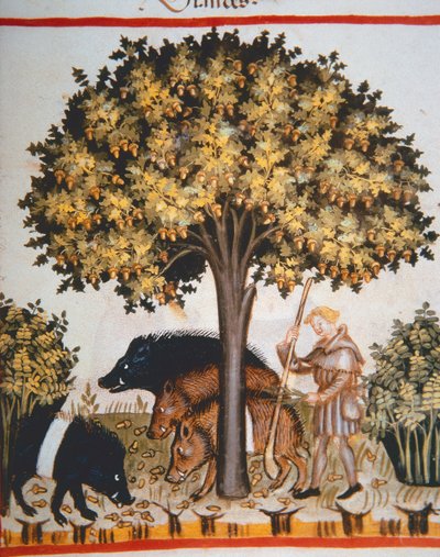 Nova 2644 fol.15r Eikels oogsten, uit Tacuinum Sanitatis Codex Vindobonensis door Italian School
