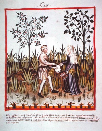 Nova 2644 fol.25v Uien Oogsten, uit Tacuinum Sanitatis Codex Vindobonensis door Italian School