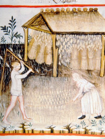 Nova 2644 fol.44r Gerst dorsen, uit Tacuinum Sanitatis door Italian School