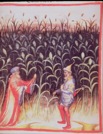 Nova 2644 fol.92v De Teelt van Suikerriet, uit Tacuinum Sanitatis door Italian School