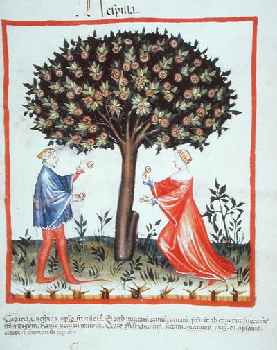 Nove 2644 fol.10v Walnoten Verzamelen, uit Tacuinum Sanitatis Codex Vindobonensis door Italian School