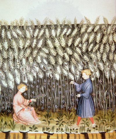 Oogsten van Tarwe, uit Tacuinum Sanitatis door Italian School