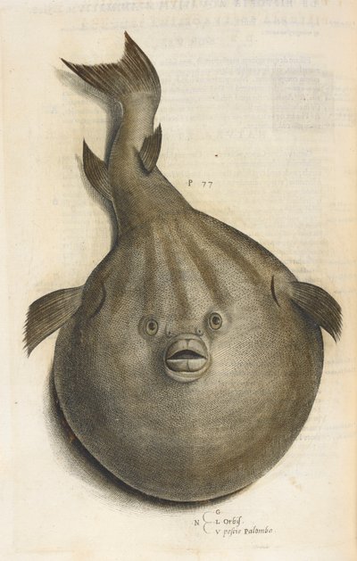 Orbis. Pesci Palombo, illustratie uit 