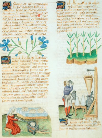 Pagina uit de Tractatus de Herbis door Dioscorides Pedanius door Italian School