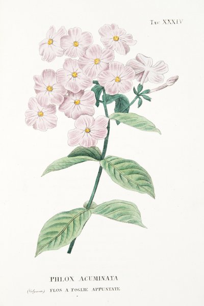 Phlox Acuminata, Plaat XXXIV, uit L