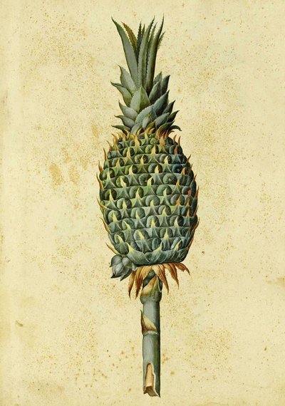 Ananas door Ulisse Aldrovandi door Italian School