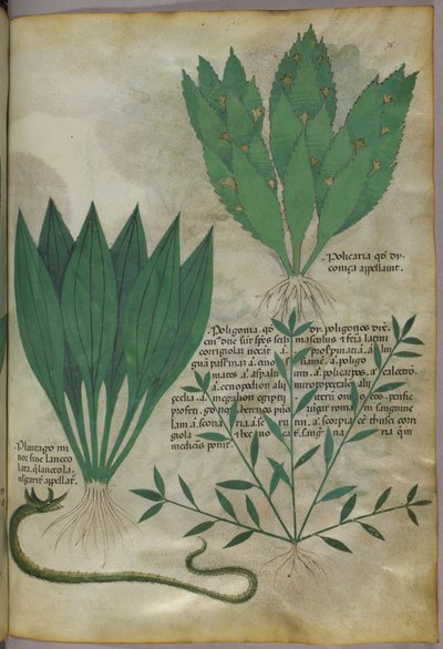 Planten met grote brede bladeren. Een slang, ca. 1440 (inkt en kleur op perkament) door Italian School