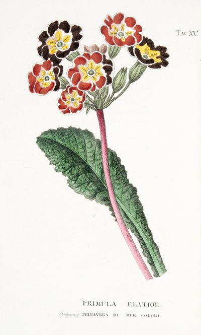 Primula Elatior, Plaat XV, uit L