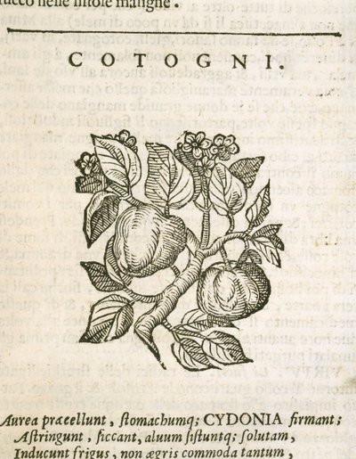 Kweepeer (Cydonia oblonga), gravure door Castore Durante door Italian School