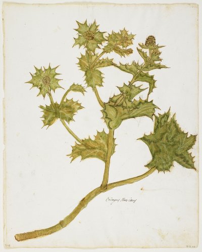 Zeehulst (Eringium Maritimum) door Italian School