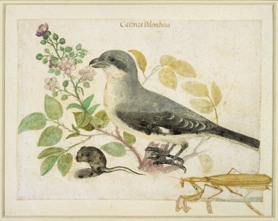 Klauwier en een bidsprinkhaan (voor Cassiano dal Pozzo Papiermuseum) door Italian School