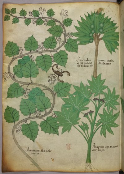 Botanische illustratie, ca. 1440 door Italian School