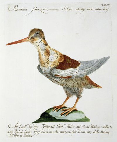 Watersnip, ca. 1767-76 door Italian School