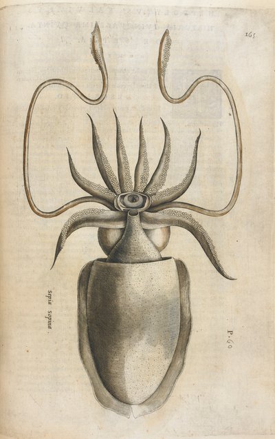 Inktvis, illustratie uit 