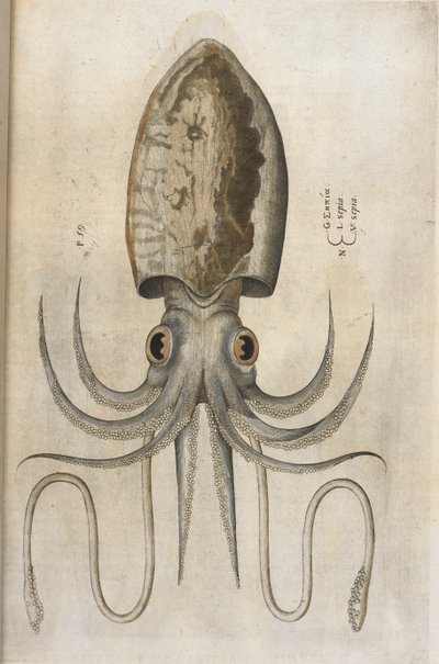 Inktvis, illustratie uit 
