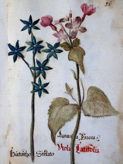 Sterhyacint en Viola rubella var latifolia uit Delineation of Flowers of Villa Vendramin door Italian School