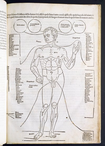 De Mannelijke Anatomie, uit Fasciculus Medicinae door Johannes de Ketham, 15e-16e eeuw door Italian School