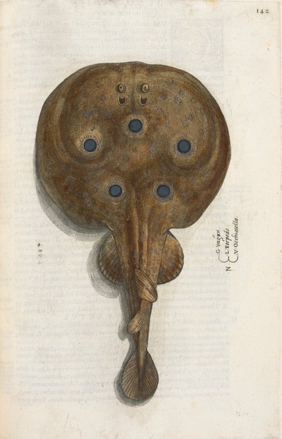 Torpedovis, illustratie uit 