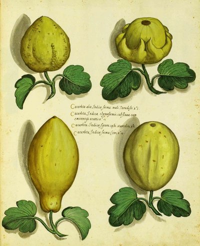 Variëteiten van erfgoedpompoen door Ulisse Aldrovandi door Italian School