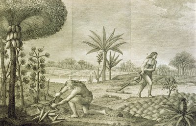 Diverse groentegewassen van de Indianen van de bekkens van de Orinoco en de Amazone (Maranon) door Italian School