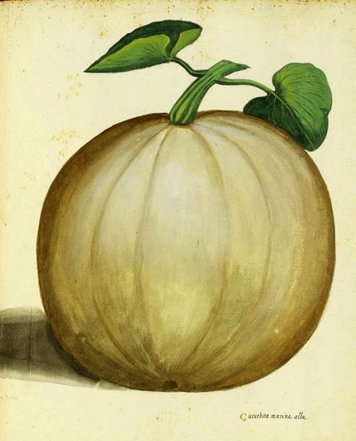 Witte pompoen door Ulisse Aldrovandi door Italian School