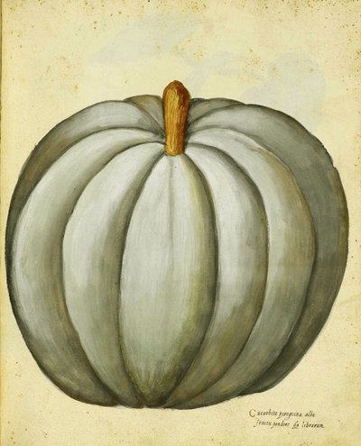 Witte Pompoen door Ulisse Aldrovandi door Italian School