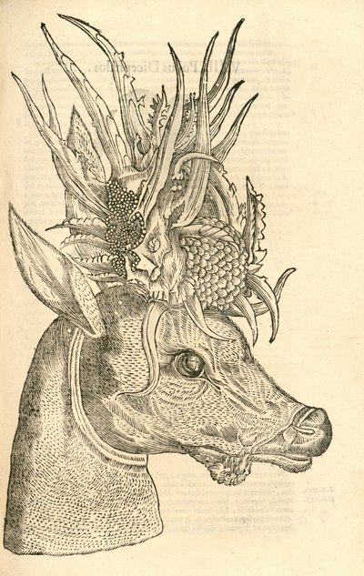Illustratie van Capreolus Polyceros uit Aldrovandi