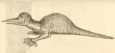 Illustratie van Draco marinus monophthalmos bipes uit Aldrovandis Geschiedenis van Monsters, 1642 door Italian School