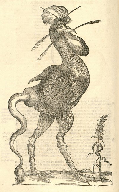 Illustratie van Gallus monstrosus uit Aldrovandi