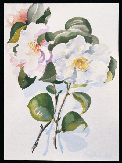 Camelia door Izabella Godlewska de Aranda