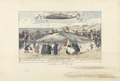 Potvis gestrand bij Egmond aan Zee, 1764 door J.A. Visser