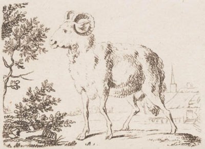 Een ram door J.F. Clemens