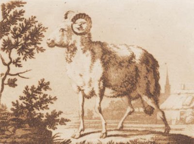 Een ram door J.F. Clemens