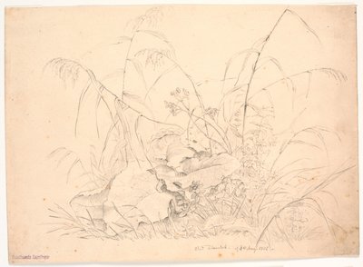 Plantenstudie. Riet en zuring door J.P. Møller