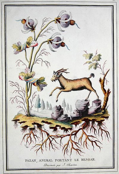 Een Pazan, wilde berggeit die een bezoar in zijn maag draagt door J. (after) Charton