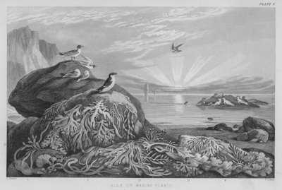 Algen of zeewieren door J. (after) Stewart