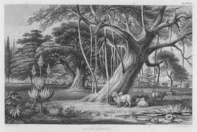 Banyan, Baobab enz. door J. (after) Stewart