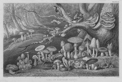 Schimmels of paddenstoelen door J. (after) Stewart