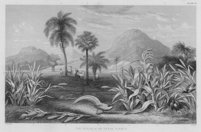 De Cerealia of graanplanten door J. (after) Stewart