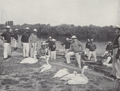 Zwanen op de Theems, onderzoeken van de Oude Vogels door J. Benjamin Stone