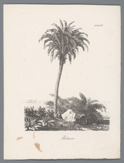 Palmboom door J. Bernard