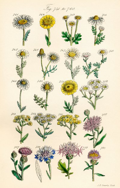 Pagina met kleurenillustraties uit British Wild Flowers naar een werk van J. E. Sowerby en C. P. Johnson door J. E. and Johnson C. P.  Sowerby