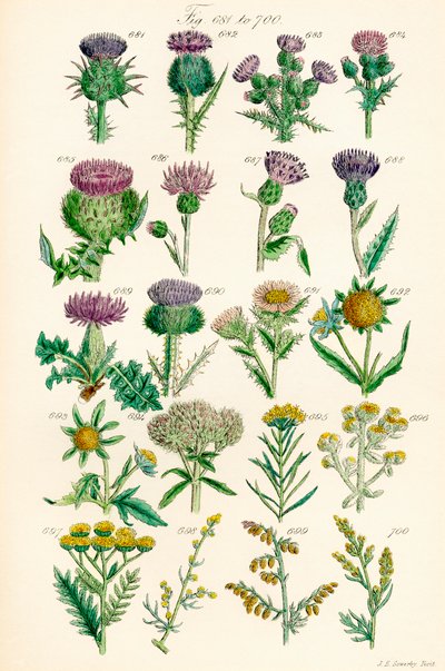 Pagina met kleurenillustraties uit British Wild Flowers naar een werk van J. E. Sowerby en C. P. Johnson door J. E. and Johnson C. P.  Sowerby