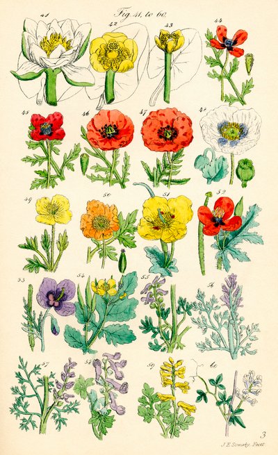 Pagina met kleurenillustraties uit British Wild Flowers naar een werk van J. E. Sowerby en C. P. Johnson door J. E. and Johnson C. P.  Sowerby