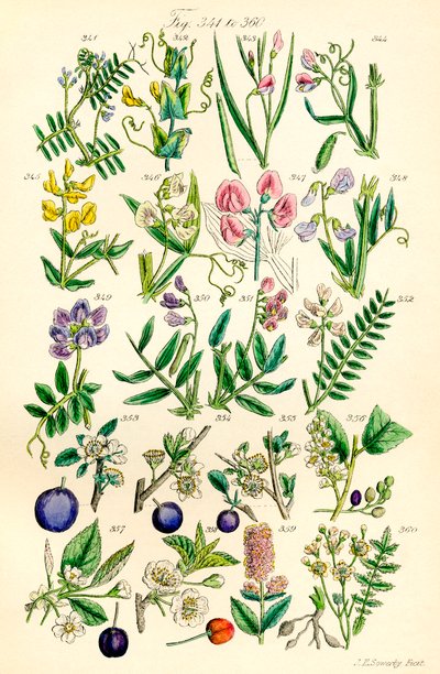 Pagina met kleurillustraties uit Britse Wilde Bloemen naar een werk van J. E. Sowerby en C. P. Johnson door J. E. and Johnson C. P.  Sowerby