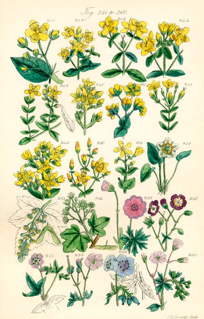 Pagina met kleurillustraties uit Britse Wilde Bloemen naar een werk van J. E. Sowerby en C. P. Johnson door J. E. and Johnson C. P.  Sowerby
