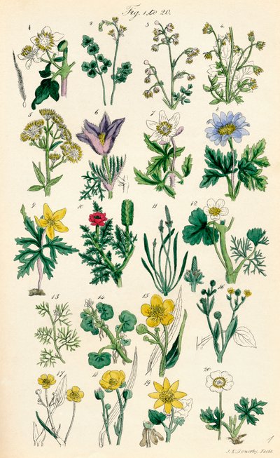 Pagina met kleurillustraties uit Britse Wilde Bloemen naar een werk van J. E. Sowerby en C. P. Johnson door J. E. and Johnson C. P.  Sowerby